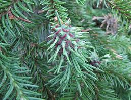 Attēlu rezultāti vaicājumam “Sacchiphantes abietis”