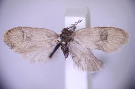 Attēlu rezultāti vaicājumam “Proutia betulina larva”