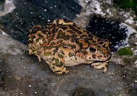 Attēlu rezultāti vaicājumam “Pseudepidalea viridis adult”