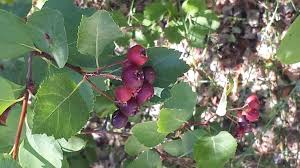 Attēlu rezultāti vaicājumam “Crataegus”