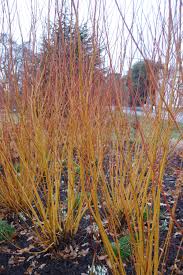 Attēlu rezultāti vaicājumam “Salix alba var. vitellina”