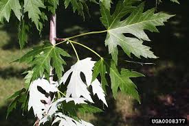 Attēlu rezultāti vaicājumam “Acer saccharinum leaf”