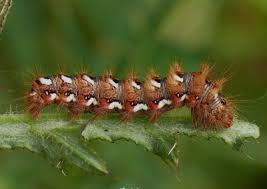 Attēlu rezultāti vaicājumam “Acronicta rumicis larva”