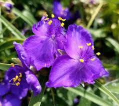 Attēlu rezultāti vaicājumam “Commelinaceae”