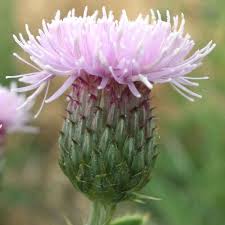 Attēlu rezultāti vaicājumam “Cirsium x rigens”