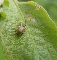 Attēlu rezultāti vaicājumam “Lochmaea caprea”