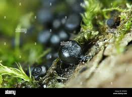 Attēlu rezultāti vaicājumam “Lamproderma arcyrioides stalked”