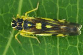 Attēlu rezultāti vaicājumam “Eupteryx vittata”