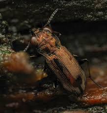 Attēlu rezultāti vaicājumam “Notiophilus biguttatus”