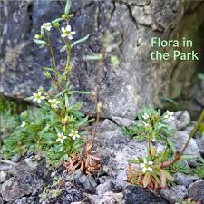Attēlu rezultāti vaicājumam “Saxifraga cymbalaria fruit”