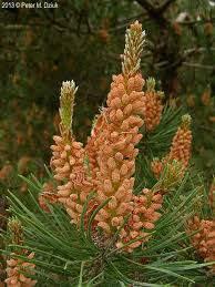 Attēlu rezultāti vaicājumam “Pinus banksiana”