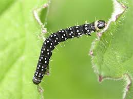 Attēlu rezultāti vaicājumam “Aphelia paleana larva”