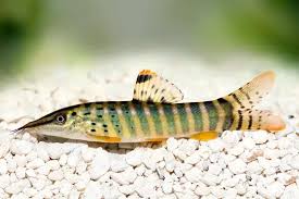 Attēlu rezultāti vaicājumam “Trichia alpina macro”