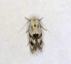 Attēlu rezultāti vaicājumam “Elachista maculicerusella”