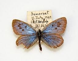 Attēlu rezultāti vaicājumam “Phengaris arion upperside”