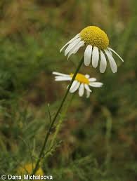 Attēlu rezultāti vaicājumam “Tripleurospermum inodorum flower”