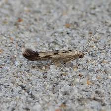 Attēlu rezultāti vaicājumam “Scythris limbella”