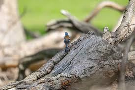 Attēlu rezultāti vaicājumam “Fringilla coelebs male”