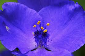 Attēlu rezultāti vaicājumam “Tradescantia virginiana”