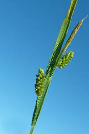 Attēlu rezultāti vaicājumam “Carex pallescens”
