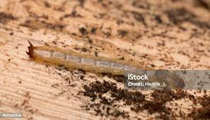 Attēlu rezultāti vaicājumam “Cucujus cinnaberinus larva”