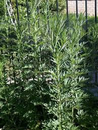 Attēlu rezultāti vaicājumam “Artemisia vulgaris”