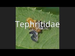 Attēlu rezultāti vaicājumam “Tephritidae”