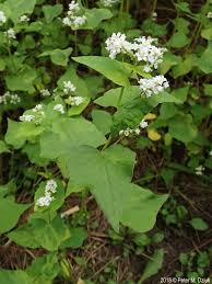 Attēlu rezultāti vaicājumam “Fagopyrum esculentum leaf”