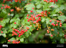 Attēlu rezultāti vaicājumam “Viburnum opulus fruit”