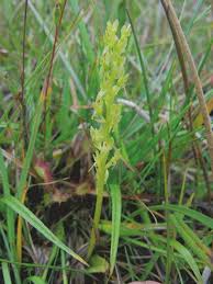 Attēlu rezultāti vaicājumam “Hammarbya paludosa leaf”