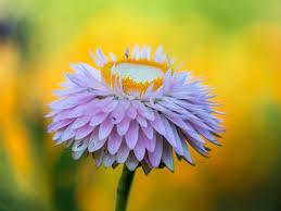 Image result for Helichrysum bracteatum