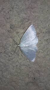 Attēlu rezultāti vaicājumam “Cabera pusaria”