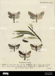 Attēlu rezultāti vaicājumam “Pterostoma palpina larva”