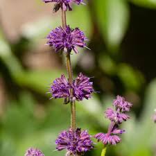 Attēlu rezultāti vaicājumam “Salvia verticillata flower”