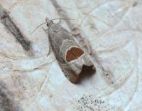 Attēlu rezultāti vaicājumam “Notocelia uddmanniana”