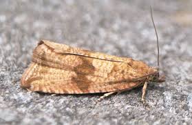 Attēlu rezultāti vaicājumam “Celypha striana”