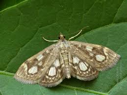 Attēlu rezultāti vaicājumam “Anania stachydalis”