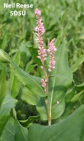 Attēlu rezultāti vaicājumam “Polygonaceae”