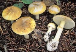 Attēlu rezultāti vaicājumam “Amanita phalloides”