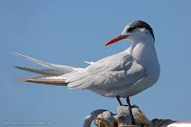 Attēlu rezultāti vaicājumam “Sterna”