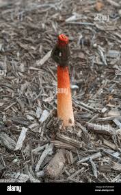 Attēlu rezultāti vaicājumam “Mutinus ravenelii”