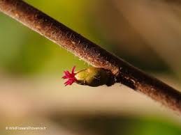 Attēlu rezultāti vaicājumam “Corylus avellana female flower”