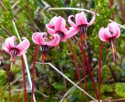 Attēlu rezultāti vaicājumam “Oxycoccus microcarpus leaf”
