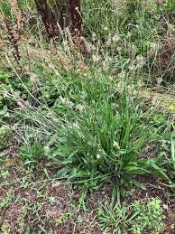 Attēlu rezultāti vaicājumam “Plantago lanceolata”