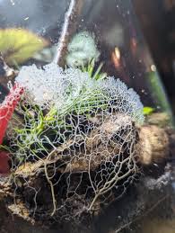 Attēlu rezultāti vaicājumam “Clastoderma debaryanum”