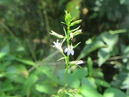 Attēlu rezultāti vaicājumam “Calystegia inflata leaf”