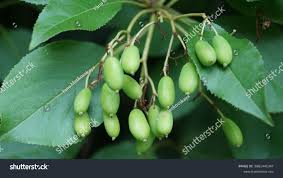 Attēlu rezultāti vaicājumam “Actinidia kolomikta fruit”