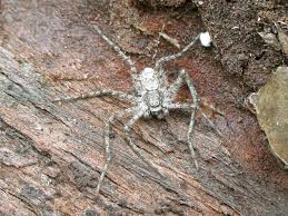 Attēlu rezultāti vaicājumam “Philodromus margaritatus”