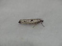 Attēlu rezultāti vaicājumam “Yponomeuta plumbella”