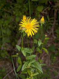 Attēlu rezultāti vaicājumam “Inula salicina”